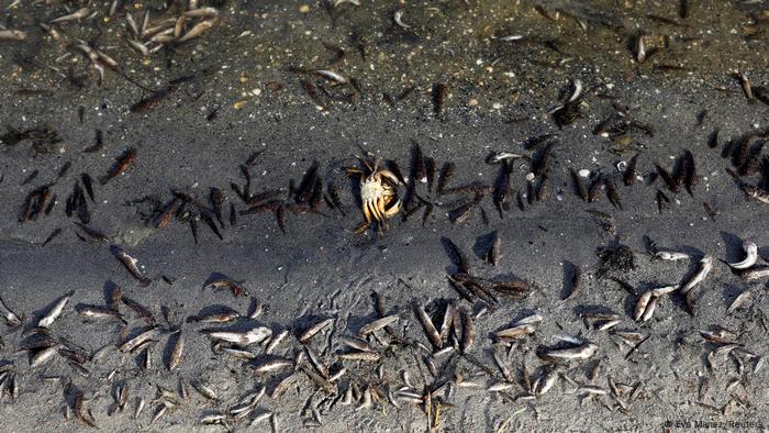 Galería de imágenes |  Mar Manor, España |  Muerte masiva de peces en lago de agua salada