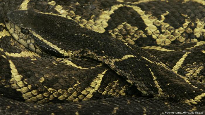 Foto simbólica de una serpiente Bothrops jararacussu