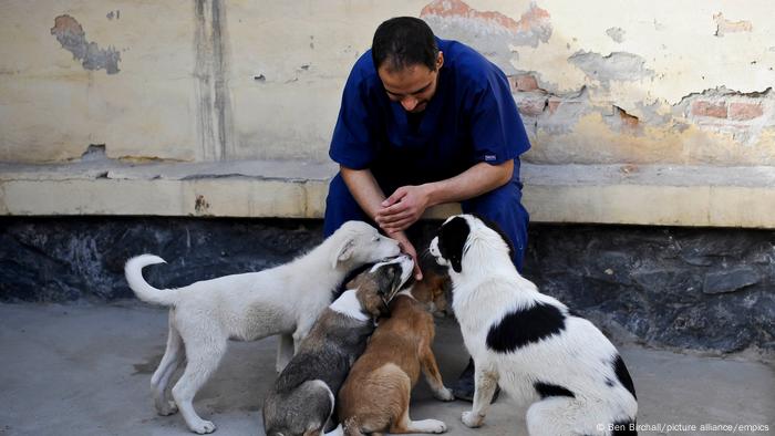 Afghanistan Nowzad Dogs Charity Afghanistan Nowzad Dogs Charity