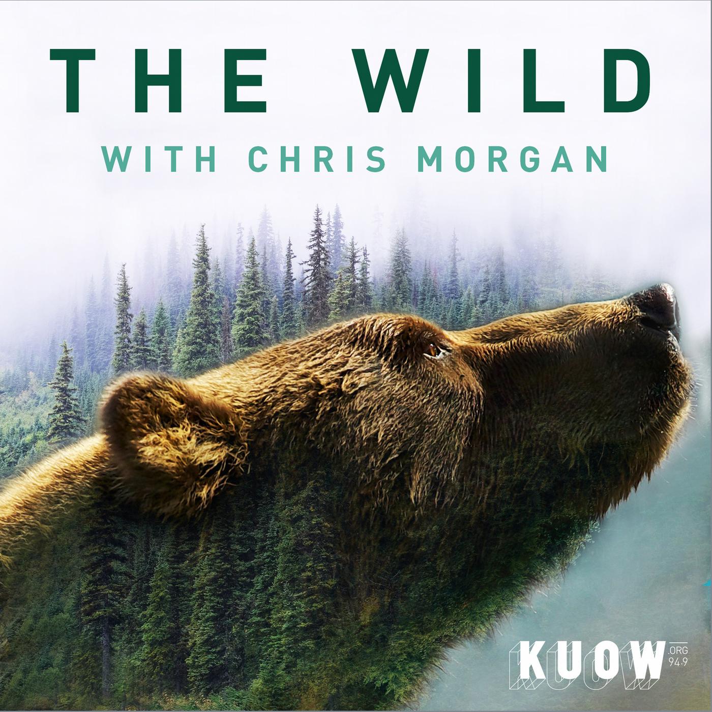 The Wild with Chris Morgan (special episode)