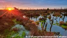 Matahari terbit di atas lahan basah Rehdener Geestmoor di Jerman