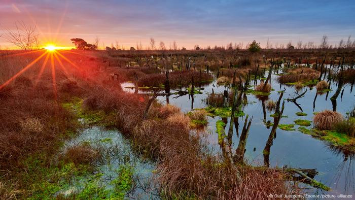 Swamps would have to be renatured around the world so that they do not become sources of CO₂.