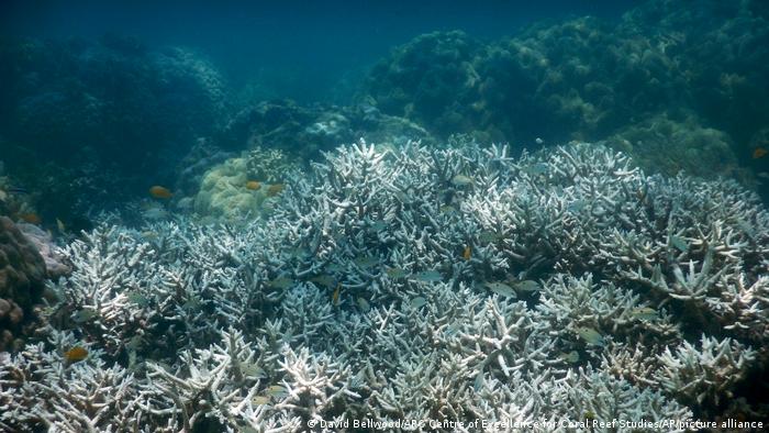 Corales blanqueados en la Gran Barrera de Coral, Australia.