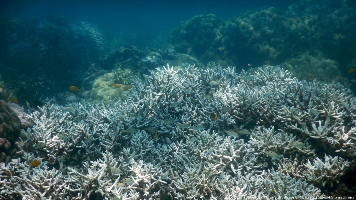 Australia: Severe bleaching event at the Great Barrier Reef – DW –  03/18/2022