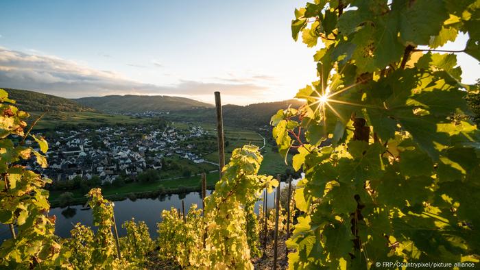 Weinlese: Auf die Natur kommt es an