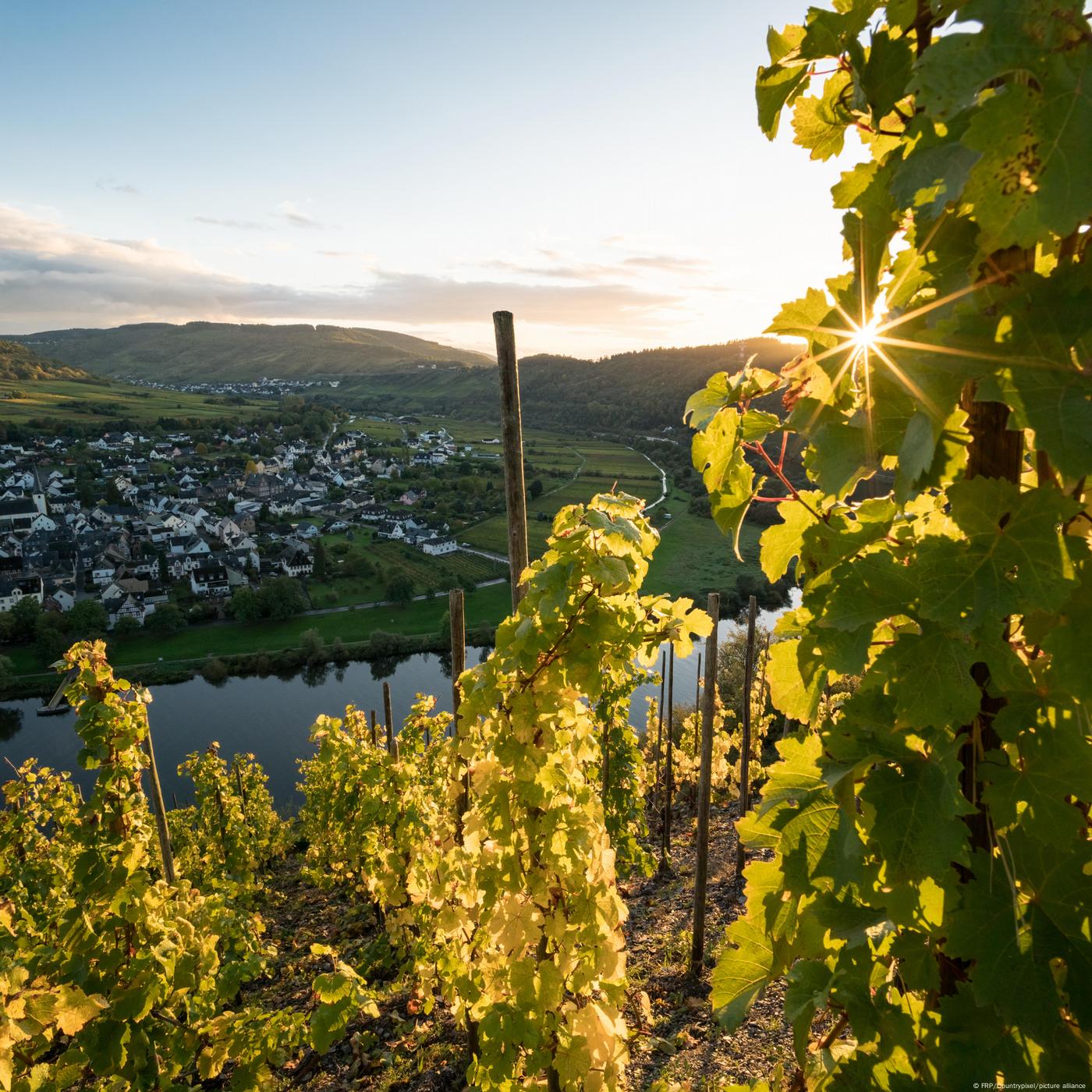 Weinlese: Auf die Natur kommt es an - podcast episode cover