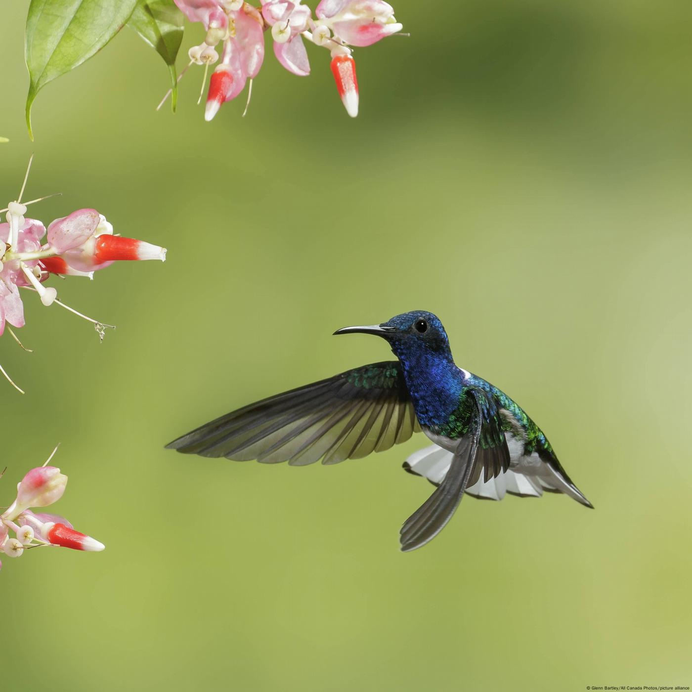 Kolibris: kleine Akrobaten der Lüfte