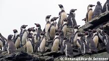 Un polémico proyecto minero portuario en Chile pone en riesgo al pingüino de Humboldt 