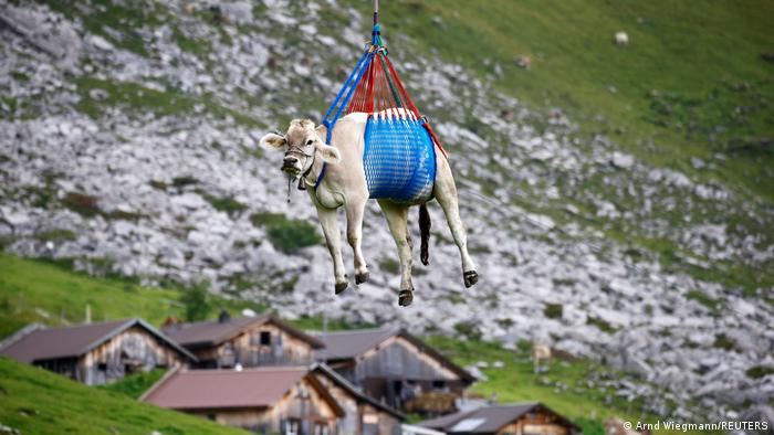 U Švajcarskoj je uvek veliki događaj silazak stotina hiljada krava sa letnjih alpskih pašnjaka nazad u doline. No, ova i još desetak krava su se povredile pa su dobile poseban tretman - prevoz helikopterom. Njeno stado je bilo na ispaši u blizini Klauzenpasa, planinskog prolaza na skoro dve hiljade metara nadmorske visine. 