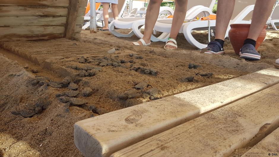 Caretta caretta ölümleri bağlantılı iki otele soruşturma | Türkiye | DW - Vimarsana News