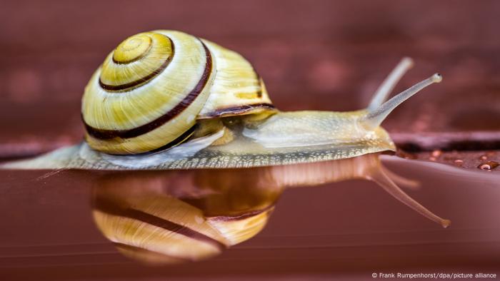 Eine Schnecke kriecht auf nasser Oberfläche in Deutschland