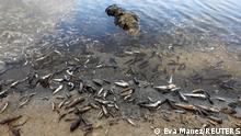 For the fourth day, dead fish continue to appear on the beaches of La Manga del Mar Menor, Murcia, Spain, August 21, 2021. REUTERS/Eva Manez NO RESALES. NO ARCHIVES