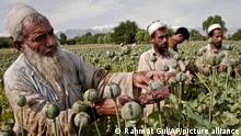 Afghan farmers collect raw opium as they work in a poppy field in Khogyani district of Jalalabad, east of Kabul, Afghanistan, Friday, May 10, 2013. Opium poppy cultivation has been increasing for a third year in a row and is heading for a record high, the U.N. said in a report. Poppy cultivation is also dramatically increasing in areas of the southern Taliban heartland, the report showed, especially in regions where thousands of U.S.-led coalition troops have been withdrawn or are in the process of departing. The report indicates that whatever international efforts have been made to wean local farmers off the crop have failed. (AP Photo/Rahmat Gul)