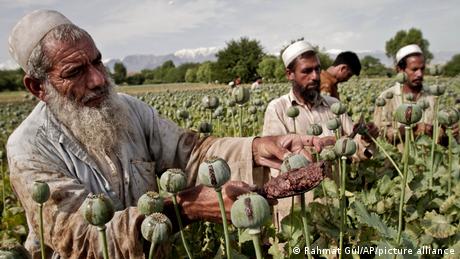 Като бунтовническа групировка талибаните разчитаха много на опиума като източник