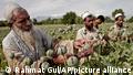Afghan farmers collect raw opium as they work in a poppy field in Khogyani district of Jalalabad