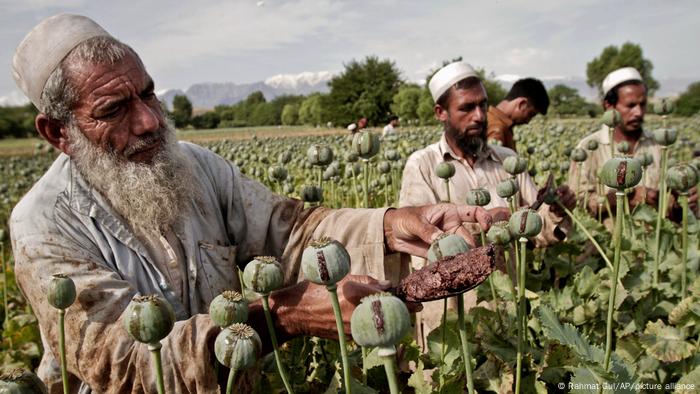 Men tending to opium poppies in a field 