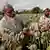 Afghan farmers collect raw opium as they work in a poppy field in Khogyani district of Jalalabad, east of Kabul, Afghanistan, 2013