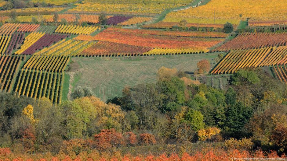 Weinherbst Die Schonsten Winzerfeste Deutschlands Alle Multimedialen Inhalte Der Deutschen Welle Dw 02 09 2021