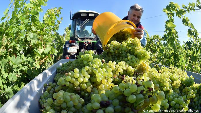 Sektori i verës në Francë duhet të bëjë përshtatjet e nevojshme me ndryshimin e klimës