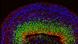 Imagen al microscopio de un miniorganoide cerebral que muestra el tejido neural en capas y los diferentes tipos de células neurales. Imagen al microscopio de un miniorganoide cerebral que muestra el tejido neural en capas y los diferentes tipos de células neurales.