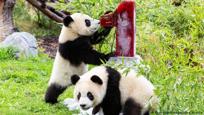 Pandabären Meng Xiang und Meng im Zoo