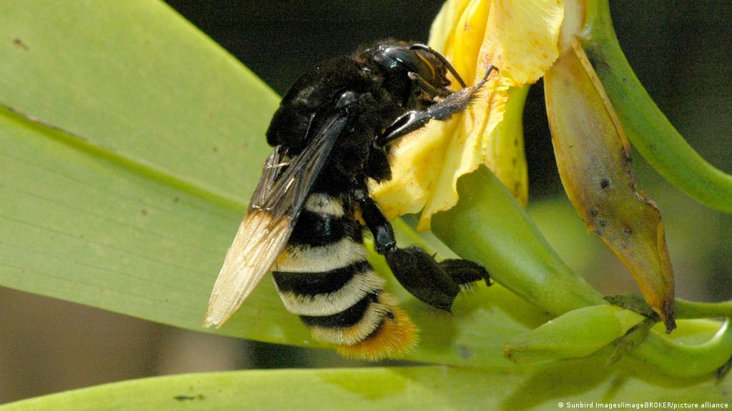 Sudán estudio Aptitud Descubren en Ecuador caso de abeja andrógina: mitad hembra, mitad macho |  Ciencia y Ecología | DW | 31.08.2021