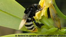 Descubren en Ecuador caso de abeja andrógina: mitad hembra, mitad macho