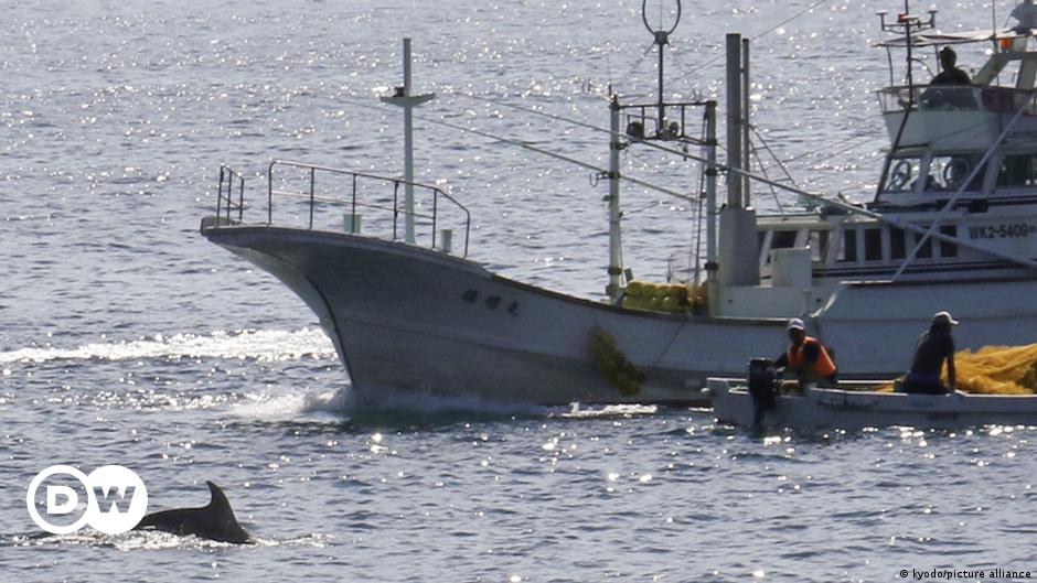 Japan jagt wieder Delfine