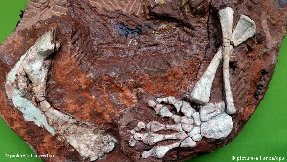 Fossilfunde mit versteinerten Skelettresten einer neuen Ursaurierart (Foto: picture-alliance/dpa)