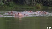 Bio Kolumbien / Hippos / DW
Nilpferde im Fluss
