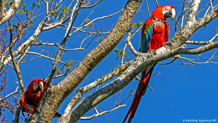 Red and green macaws in a tree