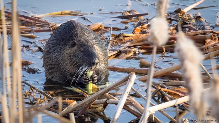 A beaver chews on fresh bark