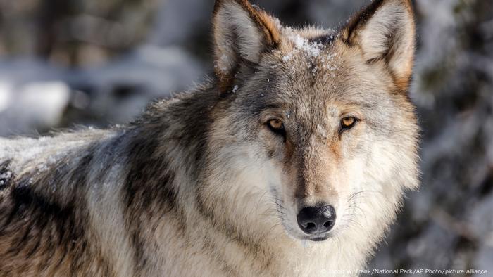 A closeup of a wolf