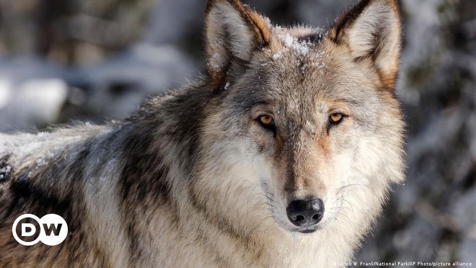 What are keystone species and why do we need them? – DW – 12/13/2022