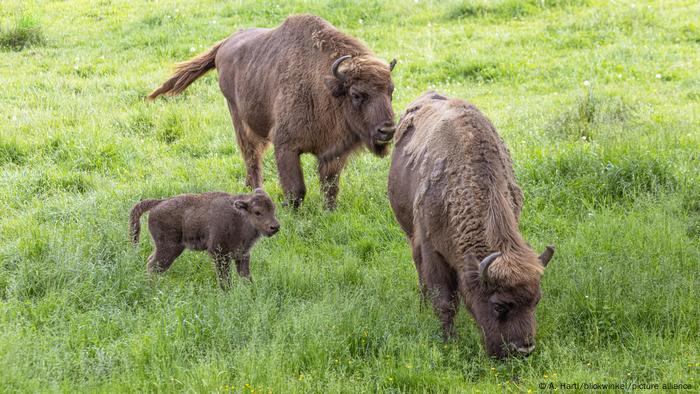 Two adult bisons with a baby bison