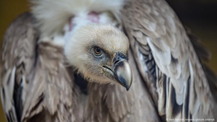 A closeup of a gray vulture