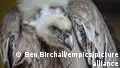 How adoption is helping Serbia's griffon vultures thrive
