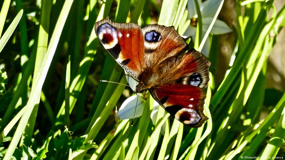 El secreto visual que hace fallar a los depredadores de las mariposas