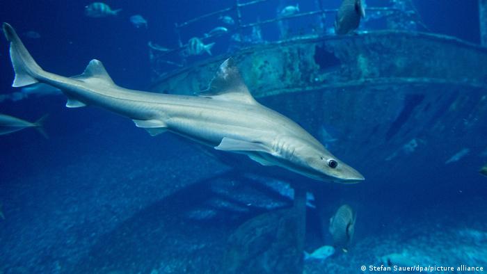 Falta de companheiro pode ser uma razão pela qual tubarões se reproduzam assexuadamente