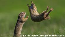 ***ACHTUNG: Bild nur im Kontext des Comedy Wildlife Photo Awards 2021 verwenden!***
The Comedy Wildlife Photography Awards 2021
Kranitz Roland
Agfalva
Hungary
Title: I got you!
Description: I spent my days in my usual gopher place and yet again, these funny little animals haven't belied their true nature.
Animal: spermophile
Location of shot: Hungary