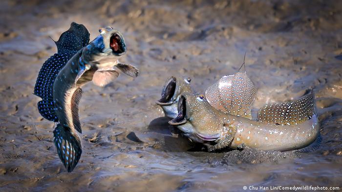 Three Mudskipper fish, one of them appears to be jumping while the two others watch in awe.