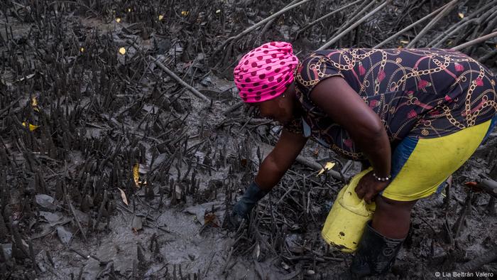 Una mujer con un pañuelo rosa en la cabeza en un manglar.