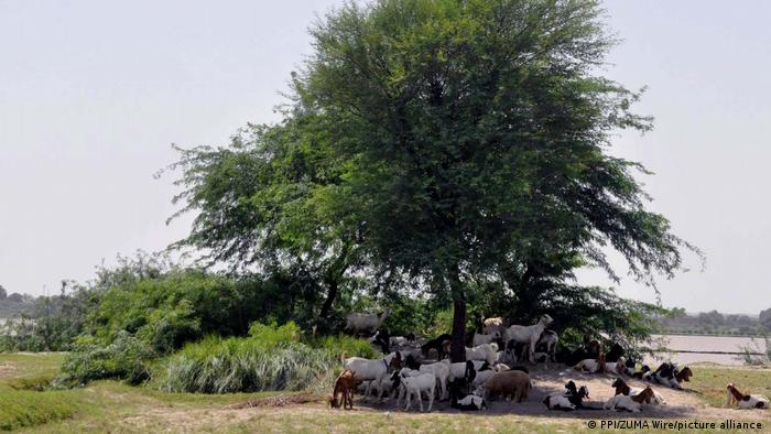 Goats and sheep gather under the shadow of tree to beat .the heat, on a hot day of summer season in Hyderabad, Pakistan