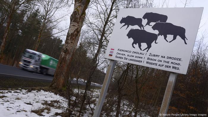 A sign indicating a bison crossing