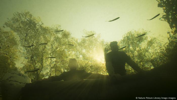 Unterwasseraufnahme von Fischen in der Donau (Foto: Nature Picture Library/imago images)