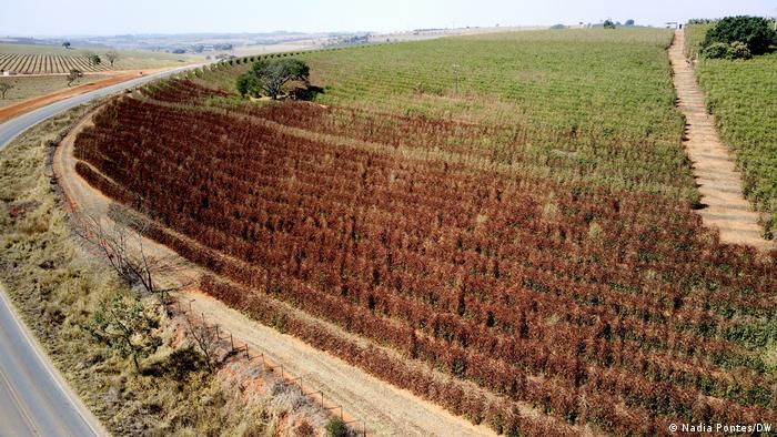 Plantação de café danificada por geada em Minas Gerais