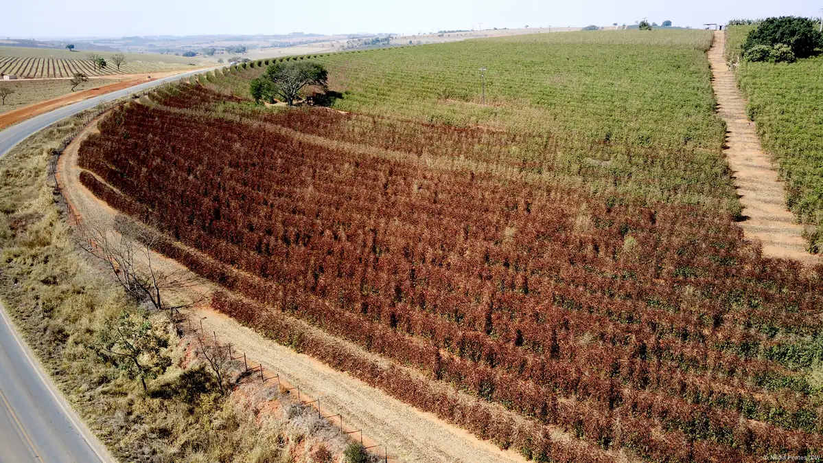 Café: Calor no Brasil e irregularidade da chuva dão novo suporte no arábica  e conilon - Revista Cafeicultura