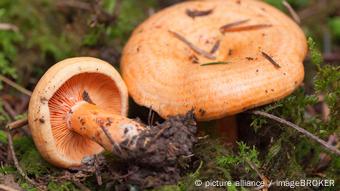Ryzhiki (Lactarius salmonicolor) - partners of conifers Ryzhiki (Lactarius salmonicolor) - partners of conifers