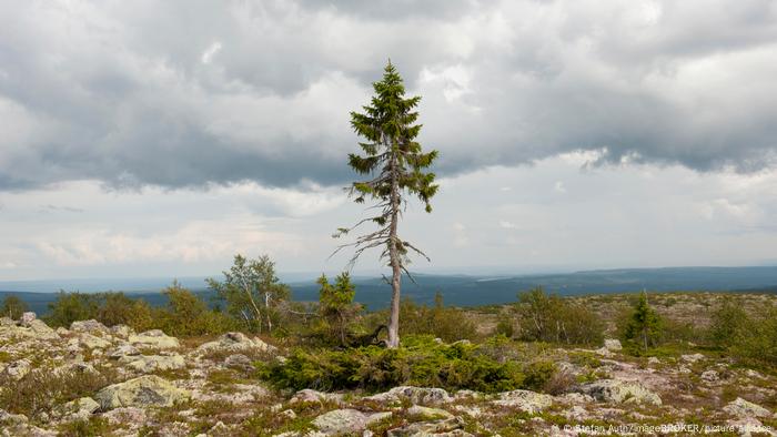 The oldest tree in the world grows in Sweden - spruce, nicknamed Old Tikko, turns 9561 The oldest tree in the world grows in Sweden - spruce, nicknamed Old Tikko, turns 9561