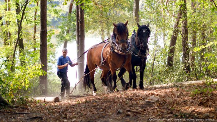 Horses take trees out of the forest Horses take trees out of the forest
